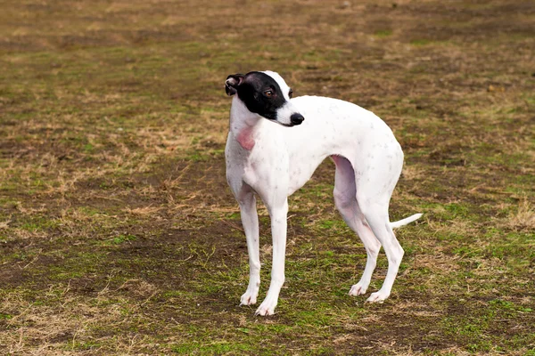 Whippet stoi w parku. — Zdjęcie stockowe