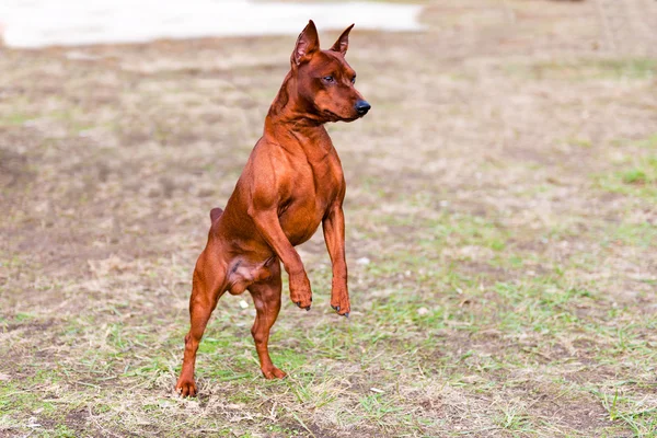 Miniature Pinscher stands.