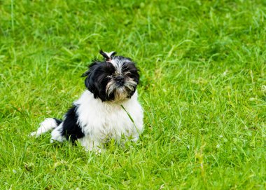 Bichon, Havanese koltuk.