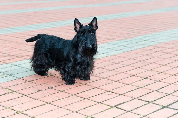 O terrier escocês . — Fotografia de Stock