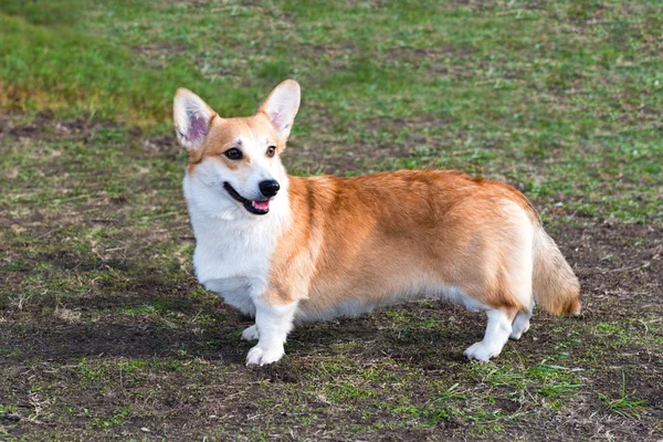 Wygląda Welsh corgi Cardigan — Zdjęcie stockowe