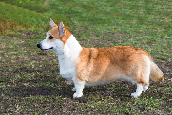 카디 건 웨일즈 어 corgi 프로필. — 스톡 사진