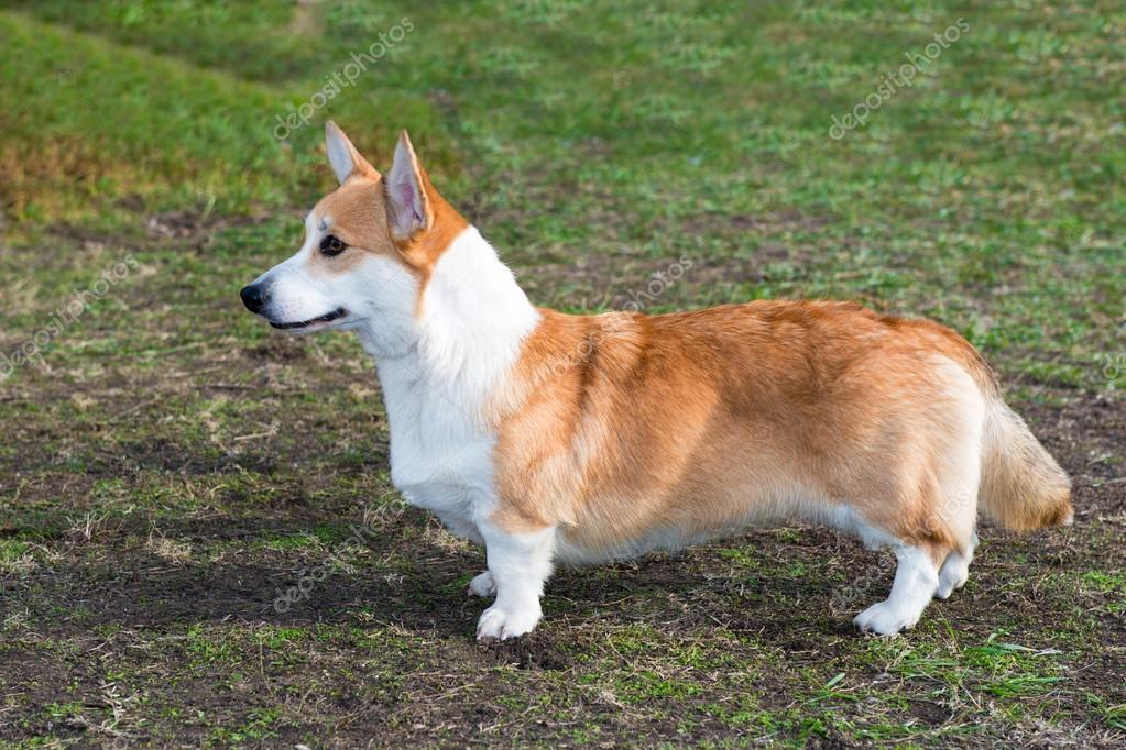 Profile Portrait Of Funny Welsh Corgi Pembroke Or Cardigan With