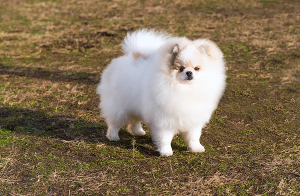 Špic Pomeranian vpravo. — Stock fotografie