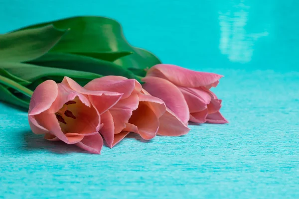 Tres tulipanes rosados sobre fondo azul — Foto de Stock