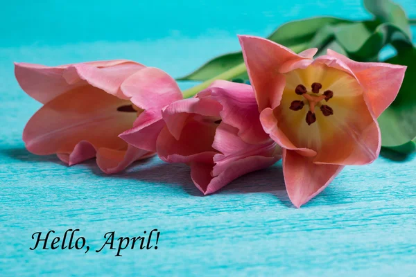 Tag hello april cu trei lalele roz — Fotografie, imagine de stoc