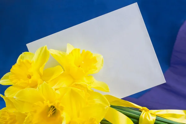 Ведро нарцисса, конверт на сине-фиолетовом фоне — стоковое фото