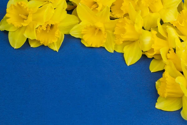 Каркас нарцисса цветы на синем фоне — стоковое фото
