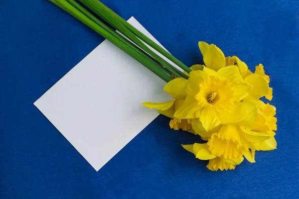 Balde de flores narciso e um envelope no fundo azul — Fotografia de Stock