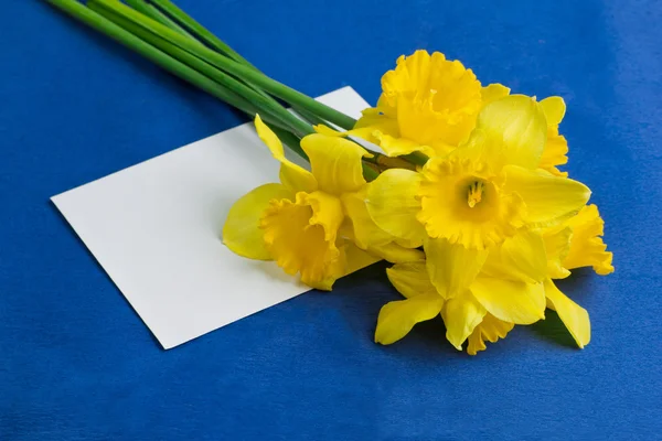 Balde de flores narciso e um envelope no fundo azul — Fotografia de Stock