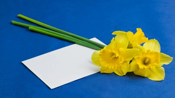 Flores de narciso e um envelope no fundo azul — Fotografia de Stock