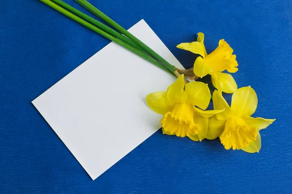 Flores de narciso e um envelope no fundo azul — Fotografia de Stock