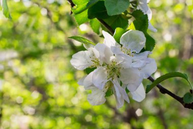 bulanık doğa arka plan üzerinde elma çiçeği