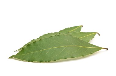 Beyaz arkaplanda taze körfez yaprakları izole