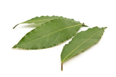 Beyaz arkaplanda taze körfez yaprakları izole