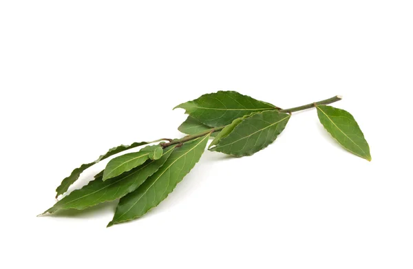Rama de hojas de laurel frescas aisladas sobre fondo blanco — Foto de Stock