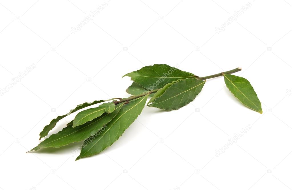 Fresh Bay Leaves branch isolated on white background