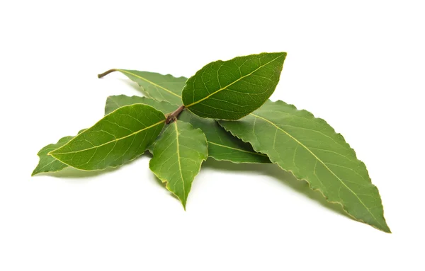 Rama de hojas de laurel frescas aisladas sobre fondo blanco —  Fotos de Stock