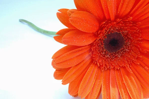 Hermosa Flor Con Pétalos Colores Tallo Verde Sobre Fondo Blanco —  Fotos de Stock