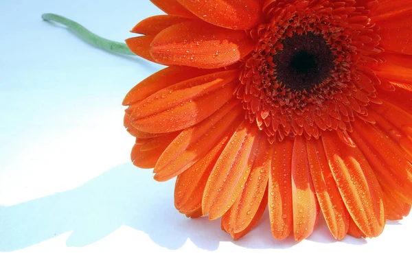 Hermosa Flor Con Pétalos Colores Tallo Verde Sobre Fondo Blanco —  Fotos de Stock