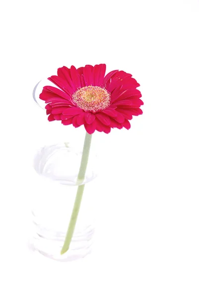 Hermosa Flor Con Pétalos Colores Tallo Verde Sobre Fondo Blanco —  Fotos de Stock