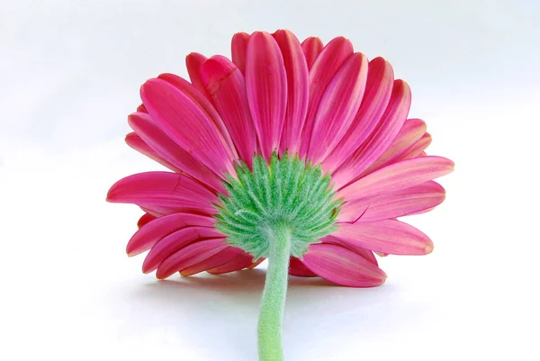 Hermosa Flor Con Pétalos Colores Tallo Verde Sobre Fondo Blanco — Foto de Stock