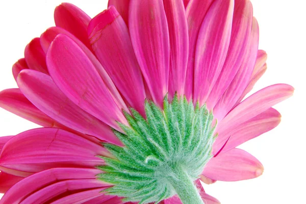 Schöne Blume Mit Bunten Blütenblättern Und Grünem Stiel Auf Weißem — Stockfoto