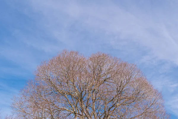 Topo Uma Árvore Outono Com Céu Parte Trás — Fotografia de Stock