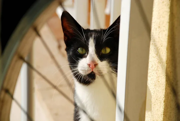 Huvud Inhemsk Katt Med Massor Hår Och Vackra Ögon — Stockfoto