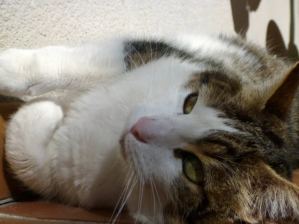 Cabeça Gato Doméstico Com Muito Cabelo Belos Olhos — Fotografia de Stock