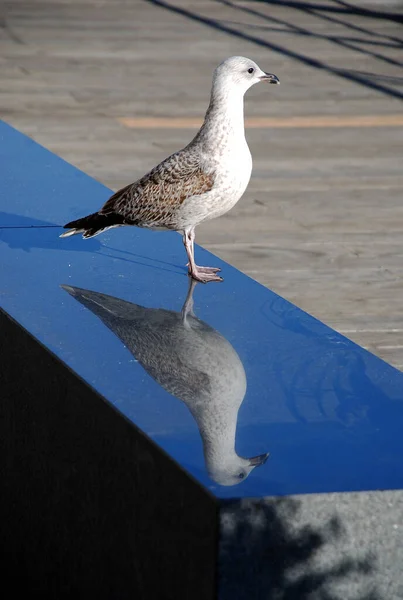 Oiseau Debout Sur Banc Avec Son Reflet — Photo