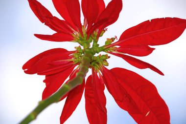 Kırmızı yapraklı ve beyaz arka planda uzun yeşil saplı güzel bir çiçeğin arka görüntüsü