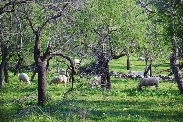 View Group Sheep Eating Green Meadow Trees — Stock Photo, Image