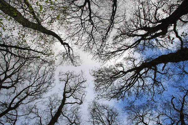 Pohled Stromový Baldachýn Země Lese Oblohou Vrcholu — Stock fotografie