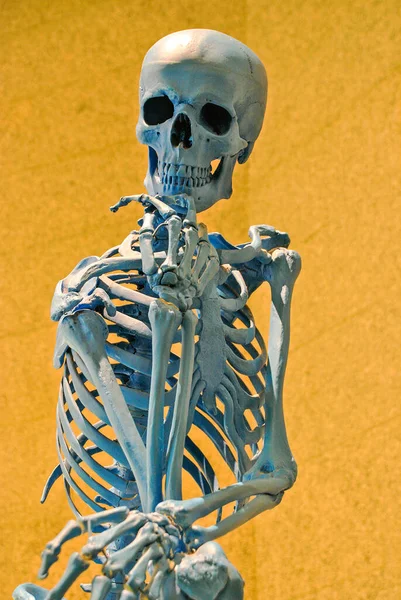 Skeleton of a human body waiting something