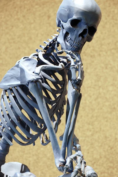 Skeleton of a human body waiting something