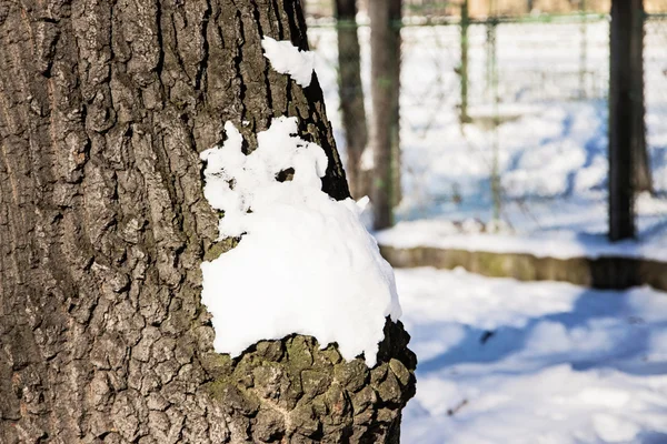 树皮纹理与雪 — 图库照片