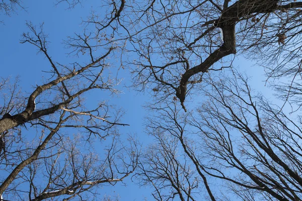 Ramo de árvore de inverno — Fotografia de Stock