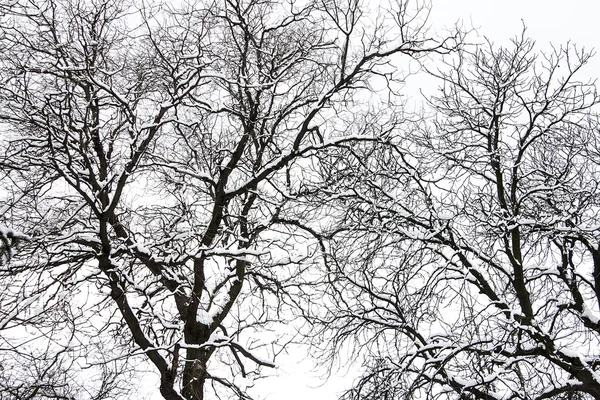 Schneebaum im Winter — Stockfoto