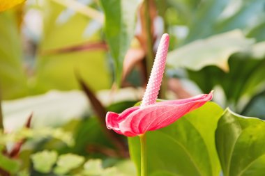 Kırmızı antoryum çiçek