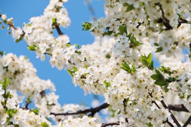 Kiraz çiçekleri çiçekli