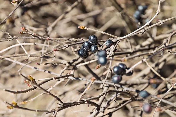 Schwarze Johannisbeere — Stockfoto