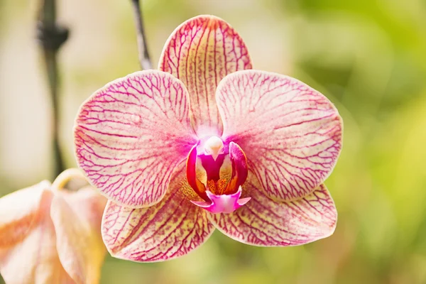 Beautiful Pink Orchid Flowers