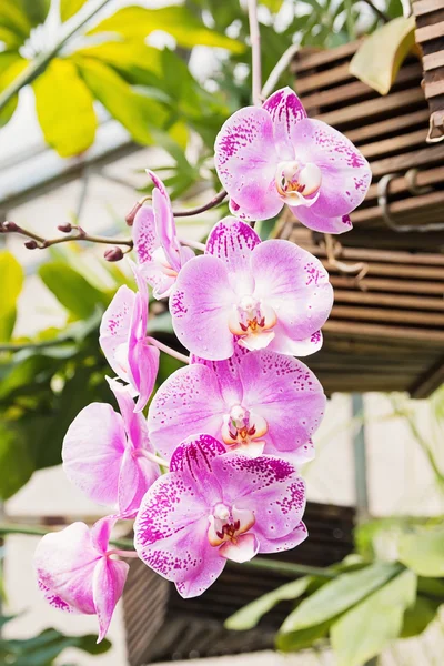 Ветвь орхидеи — стоковое фото