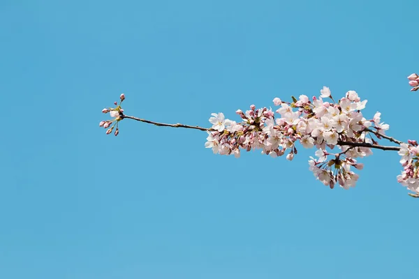 Kiraz çiçekleri çiçekli