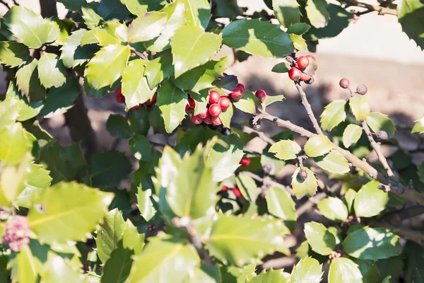 Holly Busha żywopłot z jagód — Zdjęcie stockowe