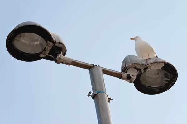 Gaviota — Foto de Stock