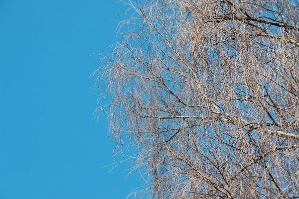 Meztelen ágak egy fa, szemben a kék ég — Stock Fotó