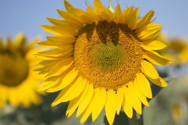 Bir tarlada ayçiçeği