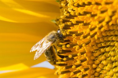 arı polen ayçiçeği içinde toplar.
